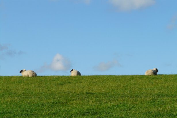 owce, środowisko