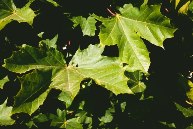 energia, liśc klonu, maple